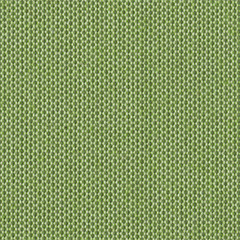 Avocado  (Foto)
