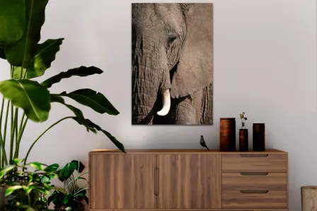 Quadro Rosto de Elefante