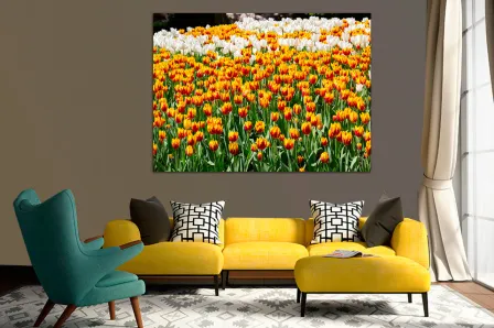 Quadro Campo de Tulipas Amarelas