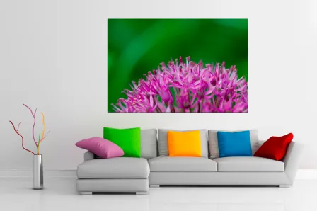 Grevillea flor pintura